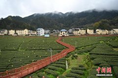 重庆秀山春茶采制忙 一片绿叶赋能乡村振兴